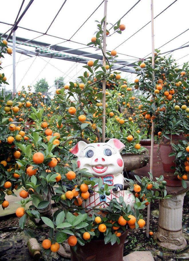 Quất khủng dáng long phụng, không bán chỉ cho thuê giá 50 triệu đồng